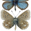 polyommatus erotulus type1